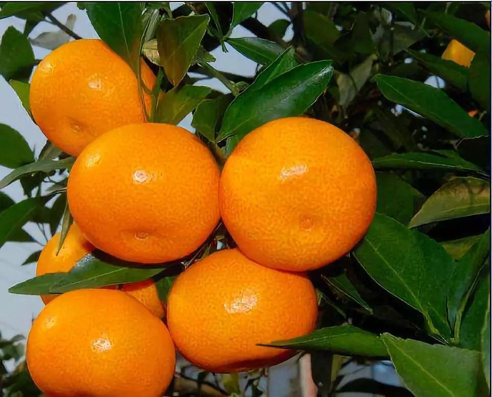 图片[7]-中国十大橘子产地推荐，看看有你家乡的吗？-安远脐橙