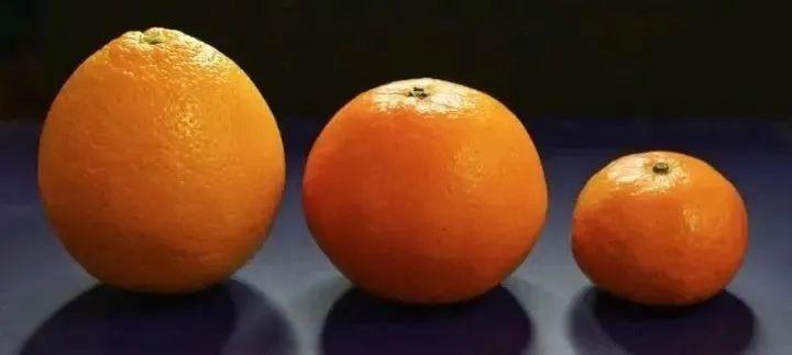 柑橘家族关系揭秘，橙、橘、柑竟然是亲兄弟！