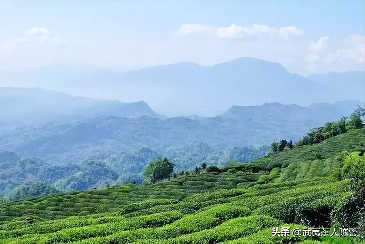 图片[2]-百年历史名茶对应的当今茶树品种，蒙顶茶和紫笋茶-安远脐橙