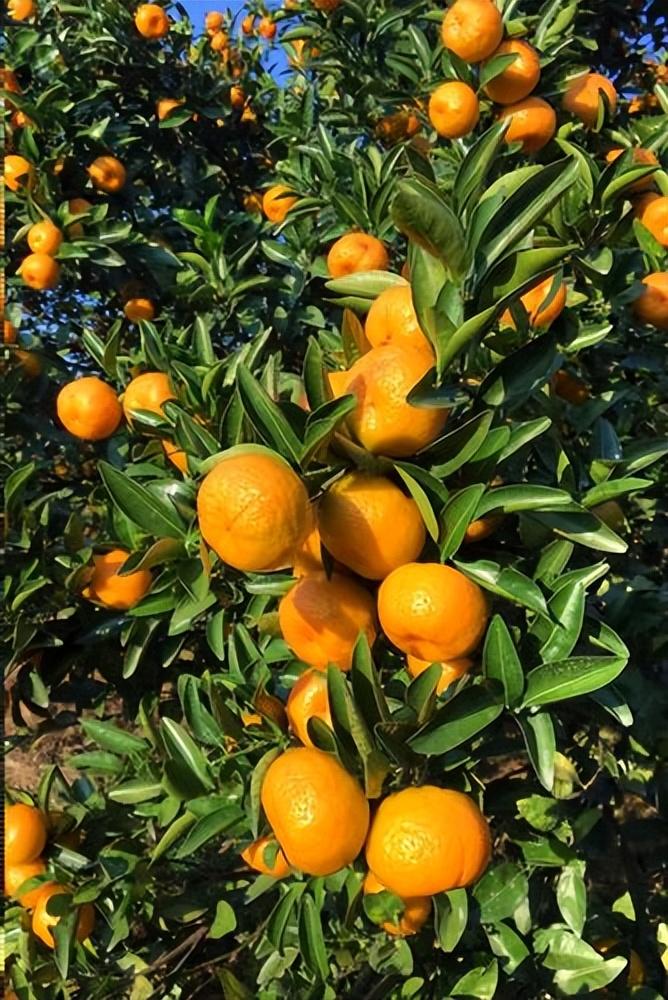 图片[6]-中国十大橘子产地推荐，看看有你家乡的吗？-安远脐橙
