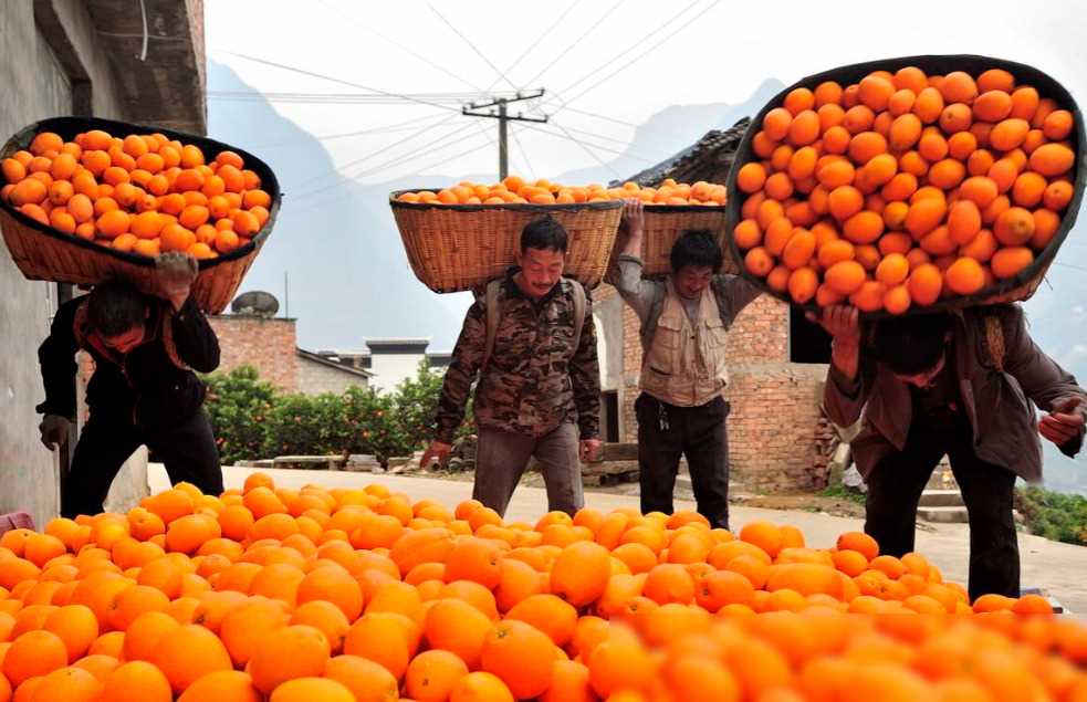 赣南脐橙价格异动的原因及产业发展故事揭秘