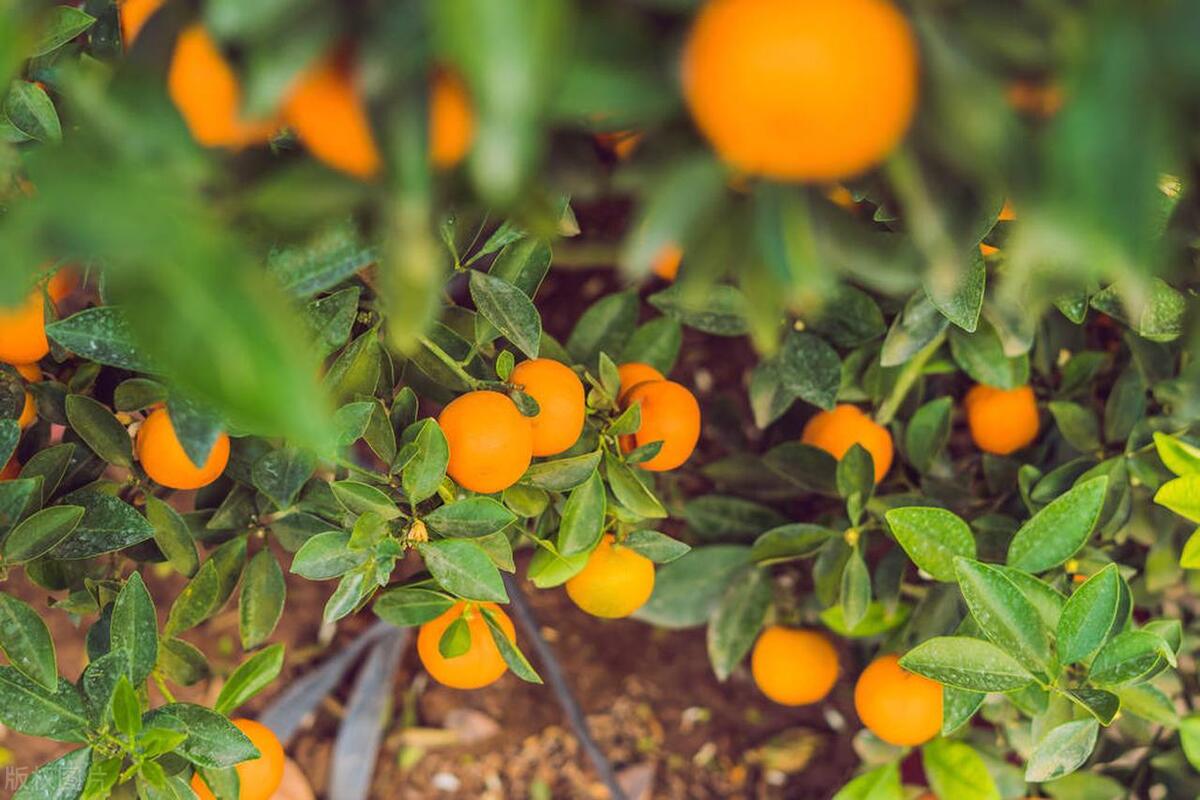 图片[3]-垫江沃柑：保证品质的特色水果，引领农业现代化-安远脐橙