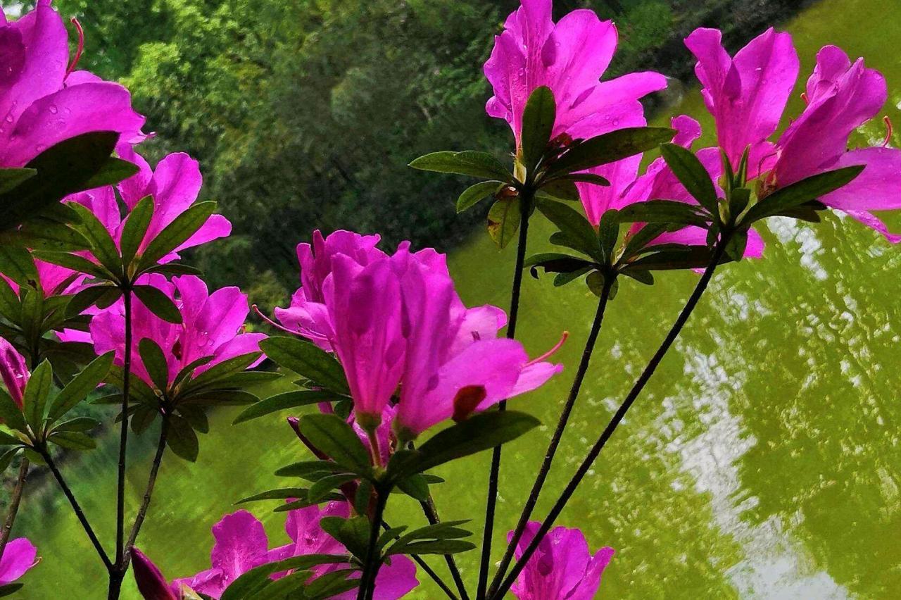 夏日清凉花卉盛放，日本吊钟花成庭院造景瑰宝，了解这几种品种吧！