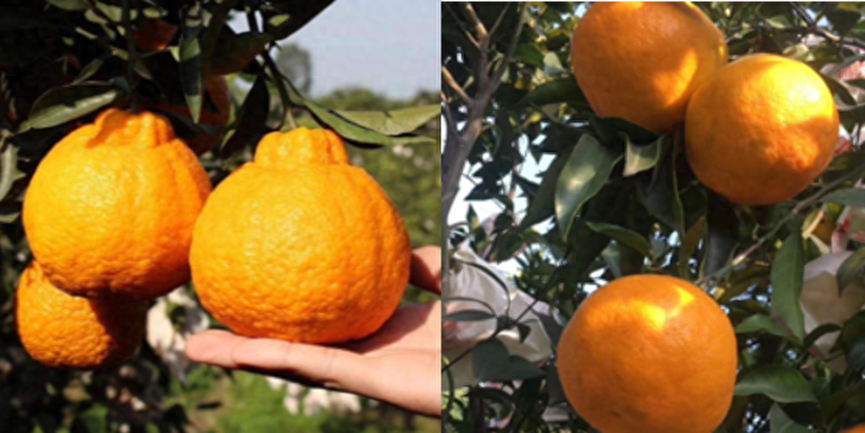柑橘家族关系揭秘，橙、橘、柑竟然是亲兄弟！