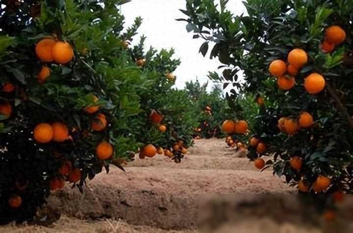 赣南脐橙价格异动的原因及产业发展故事揭秘