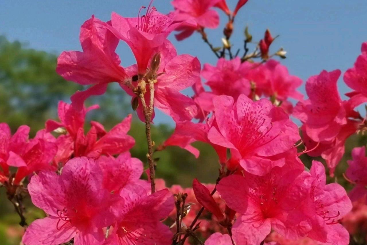 夏日清凉花卉盛放，日本吊钟花成庭院造景瑰宝，了解这几种品种吧！