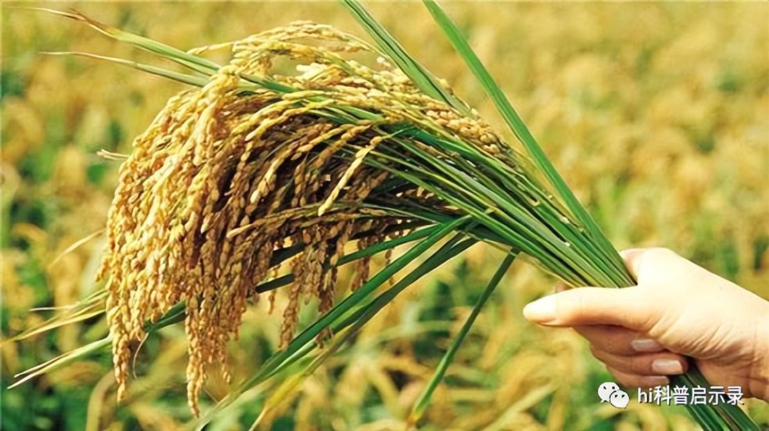 杂交水稻繁育难度大？为何对粮食安全如此重要？