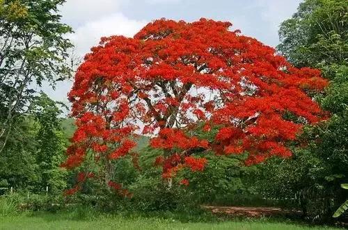 赏心悦目，一一色彩鲜艳的红花楹，遮天蔽日的热带观景树种！