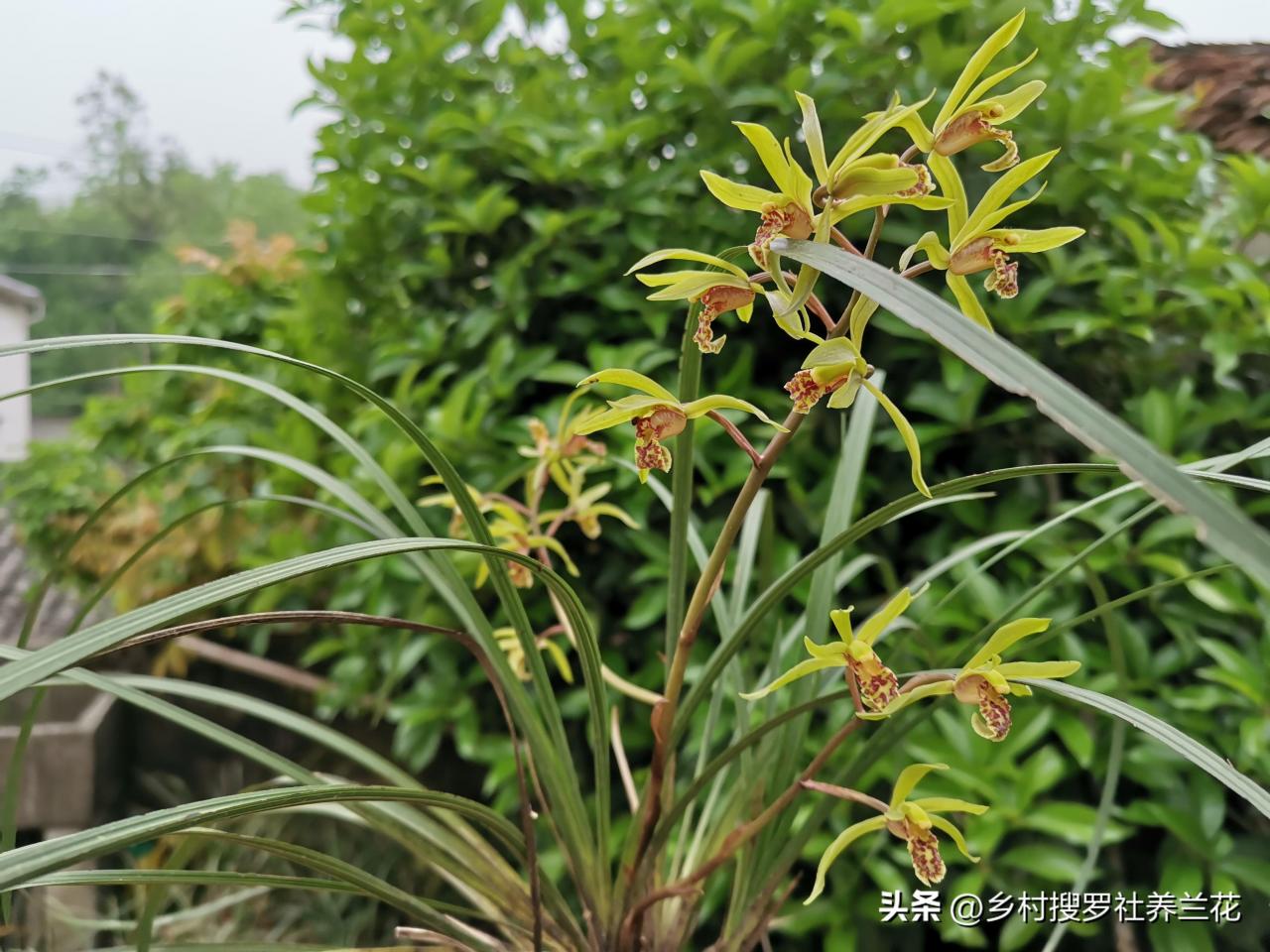 图片[12]-野外兰花的生长环境与繁衍规律，兰友养花必备知识-安远脐橙