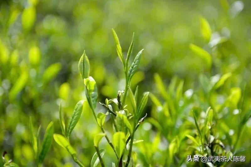图片[5]-百年历史名茶对应的当今茶树品种，蒙顶茶和紫笋茶-安远脐橙