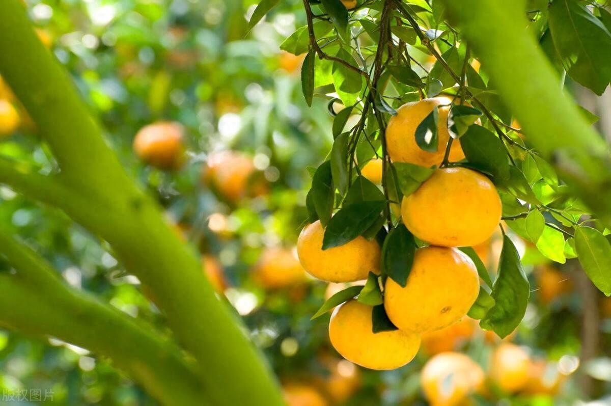 图片[1]-垫江沃柑：保证品质的特色水果，引领农业现代化-安远脐橙