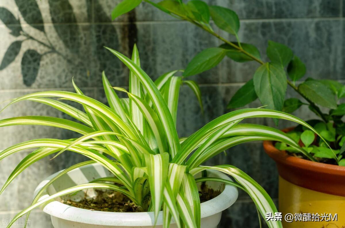 室内常绿盆栽推荐：吊兰、九里香、虎皮兰、小叶赤楠、米兰，美化家居净化空气！