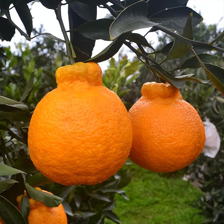 图片[3]-中国十大橘子产地推荐，看看有你家乡的吗？-安远脐橙