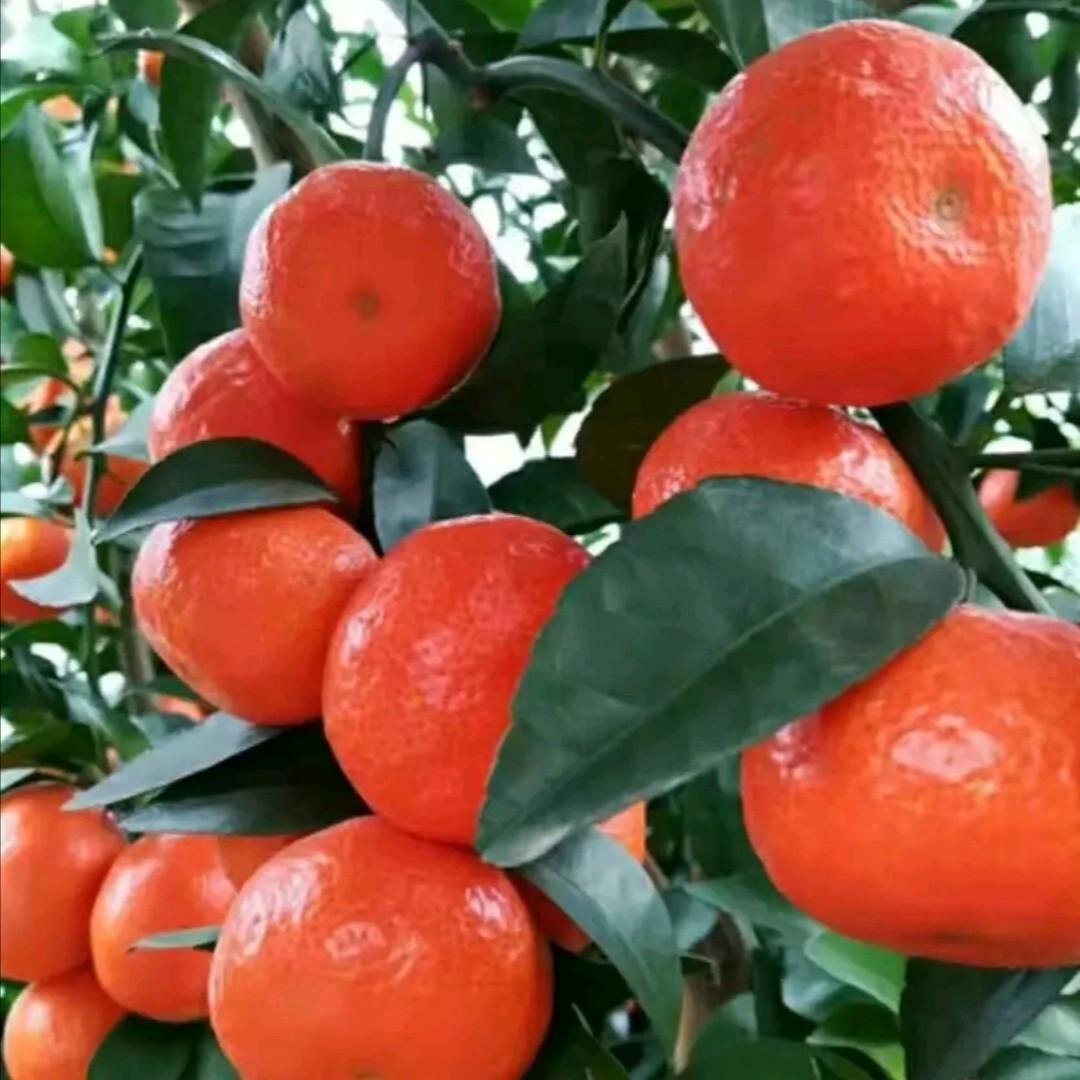 图片[4]-中国十大橘子产地推荐，看看有你家乡的吗？-安远脐橙