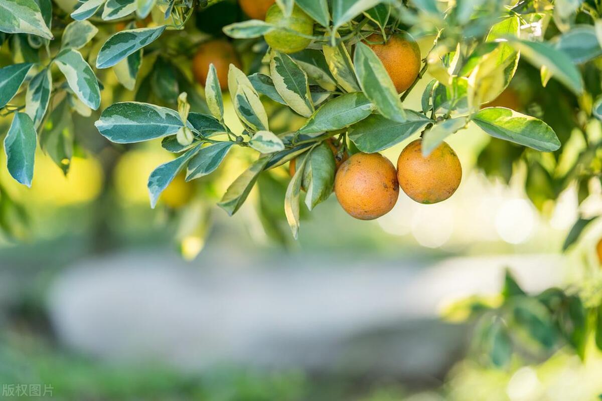 图片[2]-垫江沃柑：保证品质的特色水果，引领农业现代化-安远脐橙