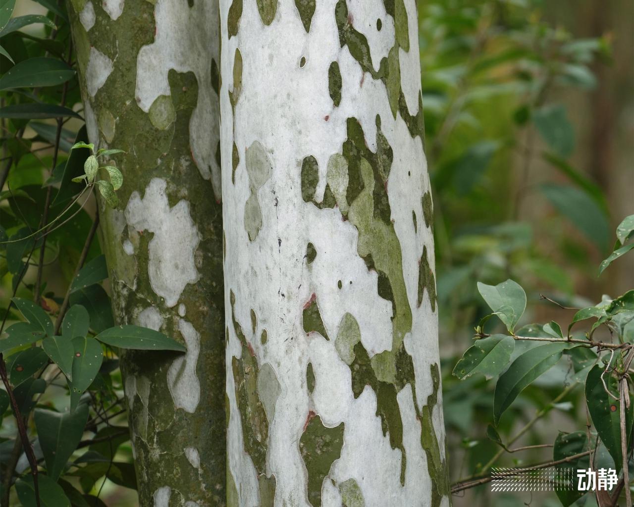 光皮梾木：一种“换衣服”的树，了解其种植方法和特点！