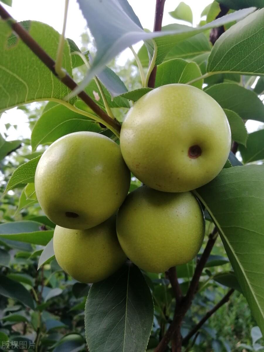 中国梨：千年低调的全能手，百果之宗，产量第三的平民水果