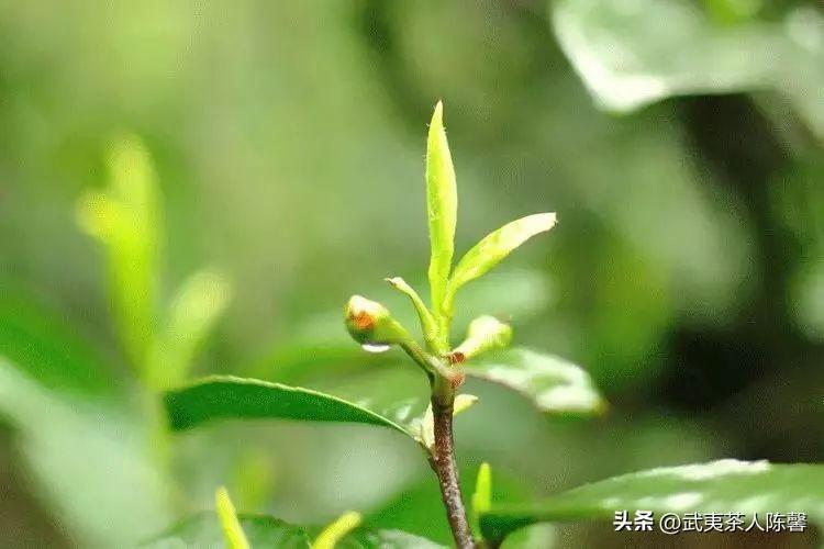 图片[1]-百年历史名茶对应的当今茶树品种，蒙顶茶和紫笋茶-安远脐橙