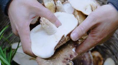 图片[4]-椴木香菇种植技巧：抓住3个节点，精准采摘，品质有保证-安远脐橙