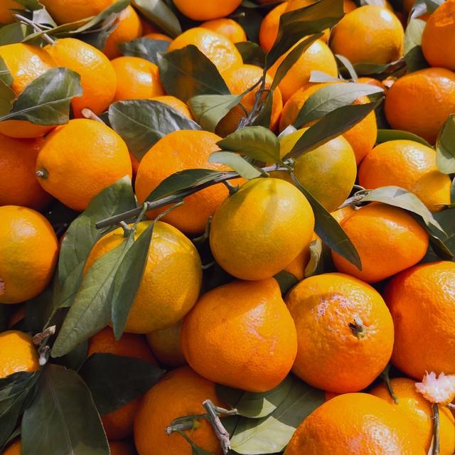 图片[9]-中国十大橘子产地推荐，看看有你家乡的吗？-安远脐橙