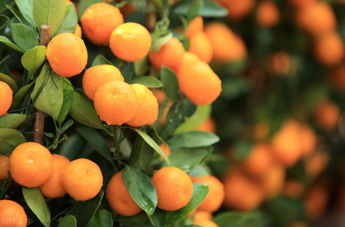 图片[6]-垫江沃柑：保证品质的特色水果，引领农业现代化-安远脐橙