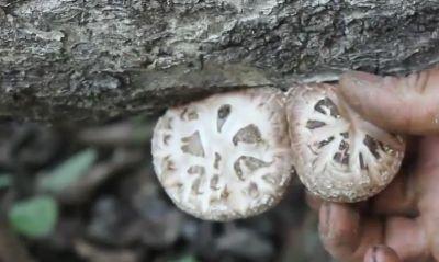 图片[5]-椴木香菇种植技巧：抓住3个节点，精准采摘，品质有保证-安远脐橙