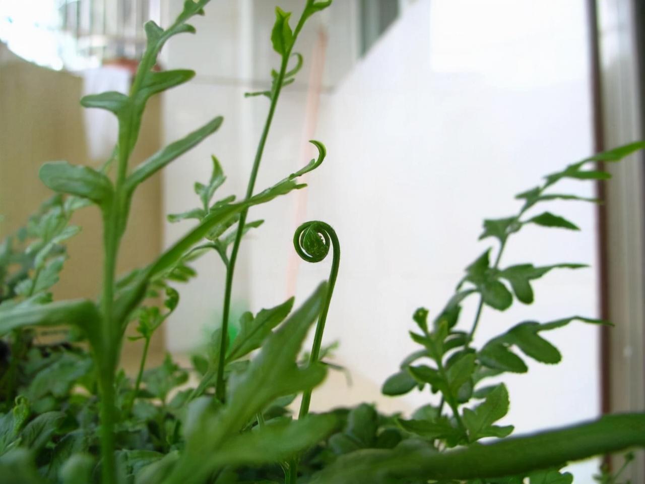 农村井边的“护水草”：凤尾草的生长特征及养护要点