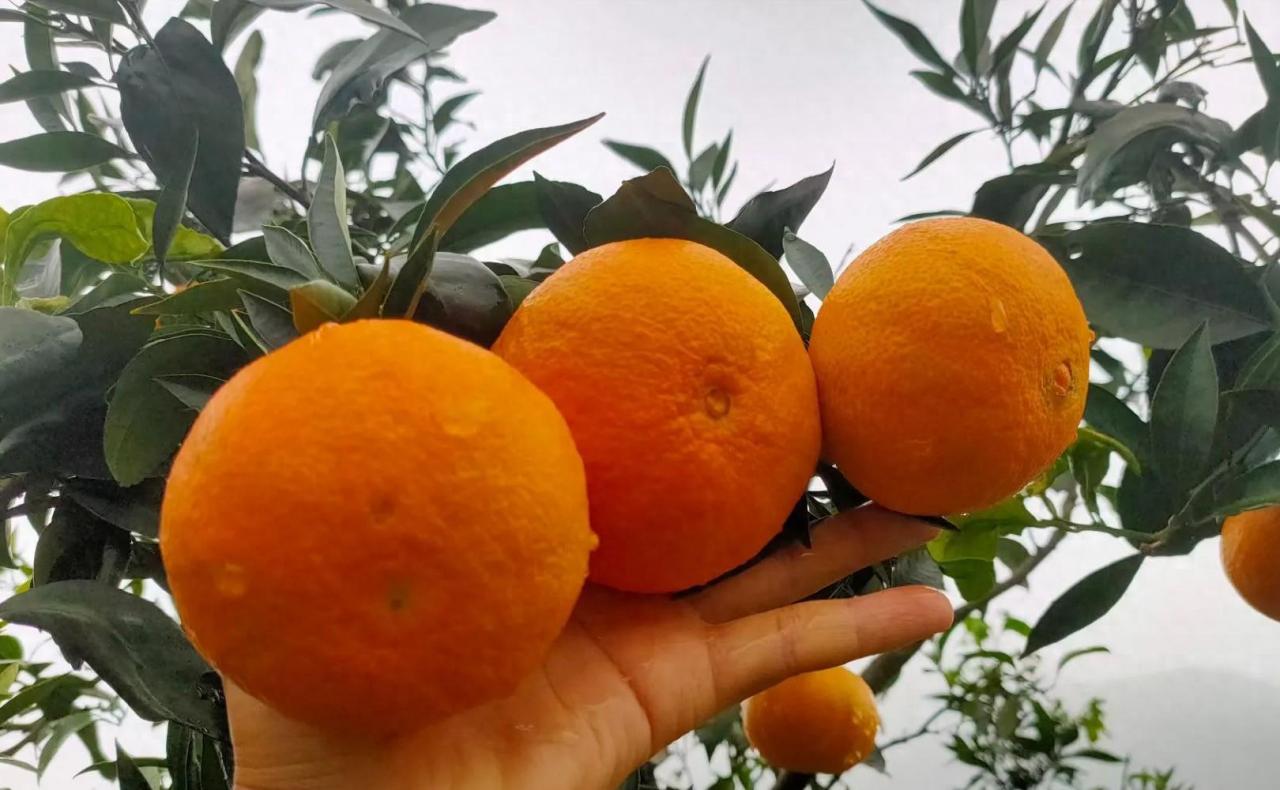 十九年柑橘种植经验分享：市场竞争与科学管理的较量-安远脐橙