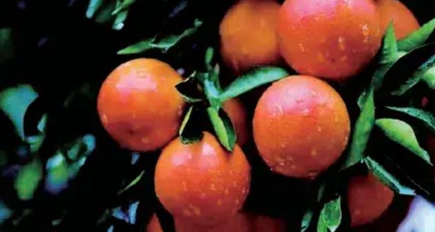 云阳柑橘：重庆特产，品质品牌与人文历史的完美结合-安远脐橙