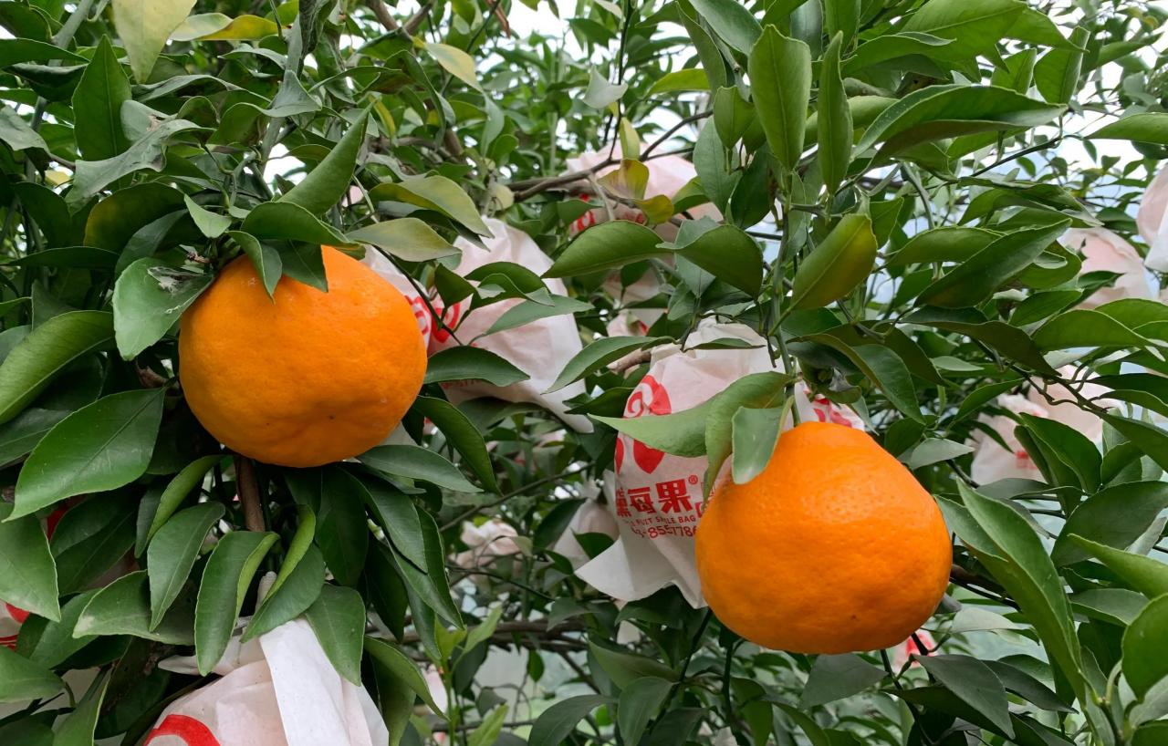 十九年柑橘种植经验分享：市场竞争与科学管理的较量
