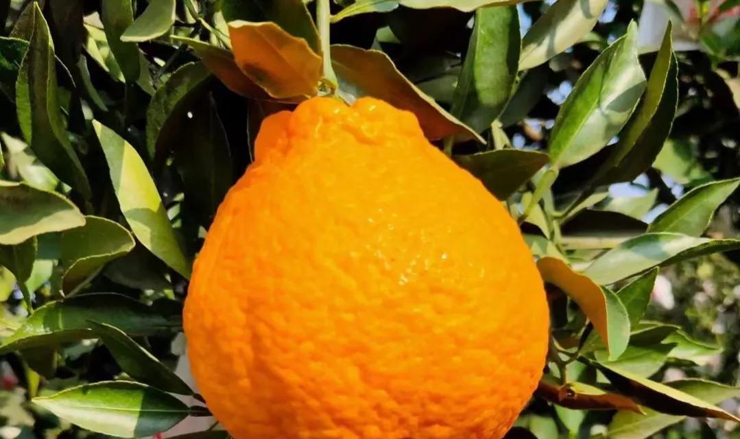 十九年柑橘种植经验分享：市场竞争与科学管理的较量