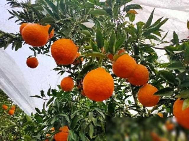 冬季柑橘清园老方法，省钱又高效的修剪技巧