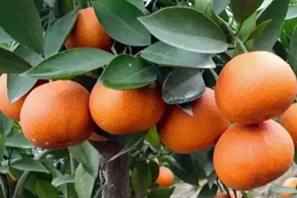 图片[1]-中国特色柑橘大雅柑和南宁沃柑的品种特点对比-安远脐橙