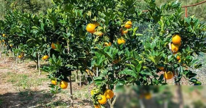 赣州出台实施方案，推动赣南脐橙产业高质量发展